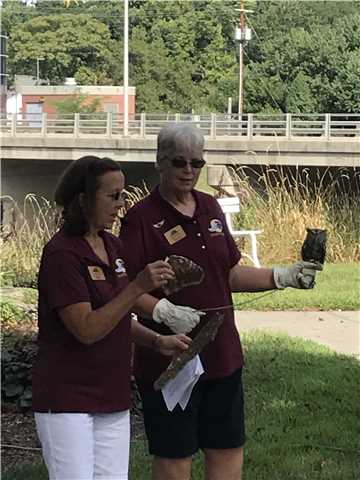 "Frankie" eastern screech owl